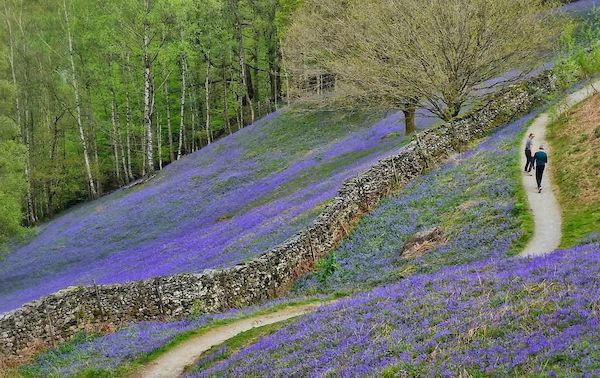 A path winds through undulating hills with bluey purple flowers.